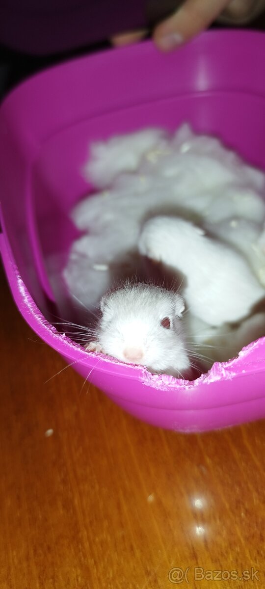 Predám pieskomilov + celé príslušenstvo - 11