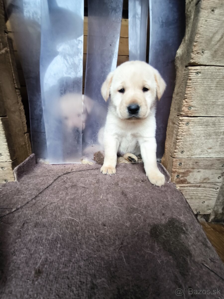 Labradorsky retriver - 11