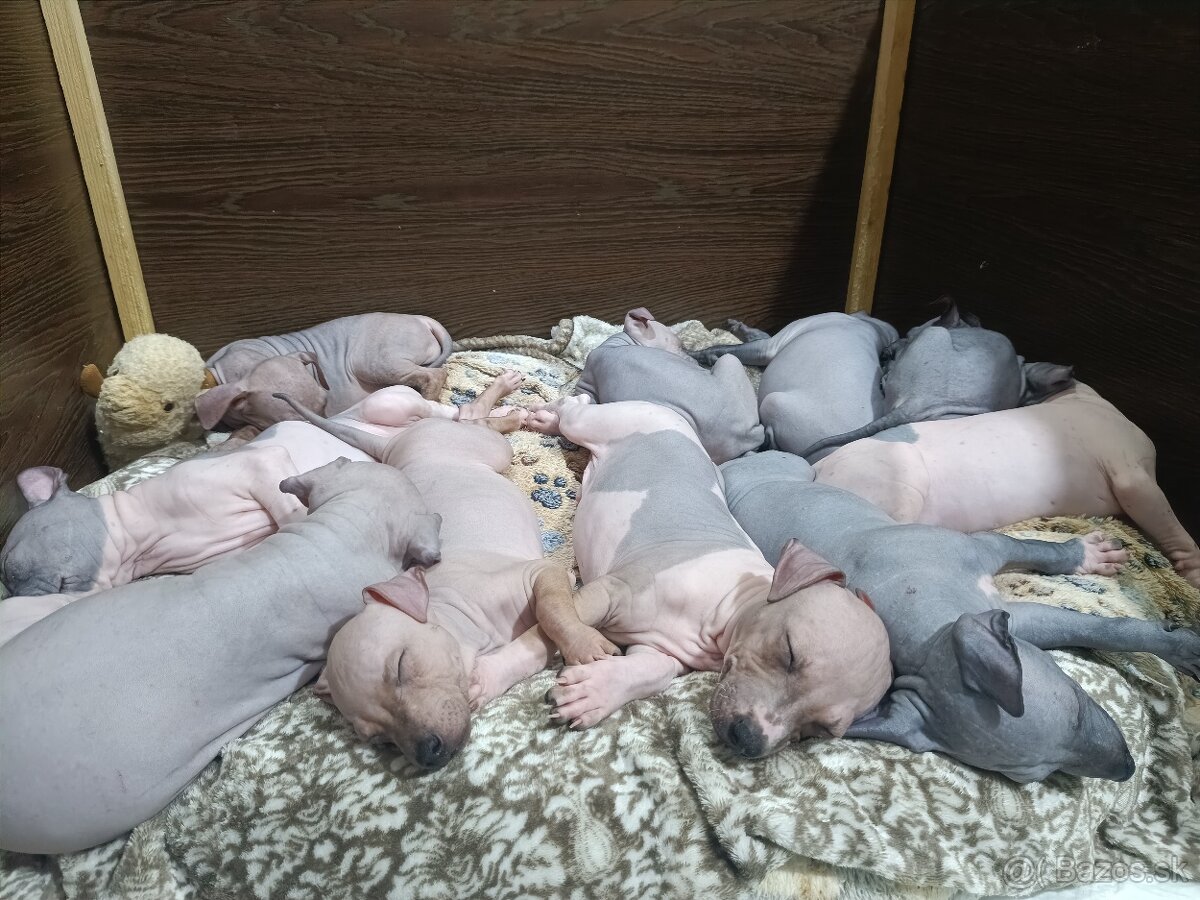 Americký bezsrstý teriér - 11