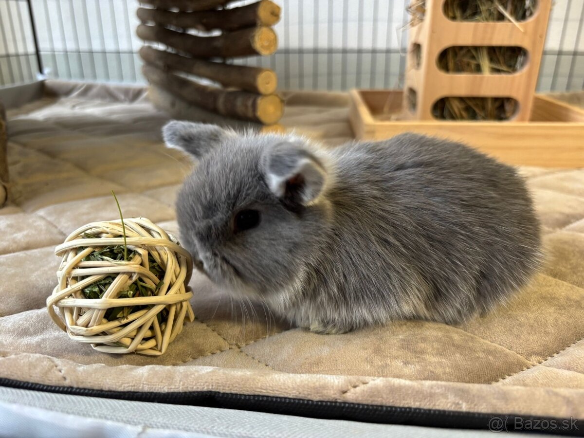 Ponúkame na predaj minilop zajačikov, králičkov, zajacov - 11