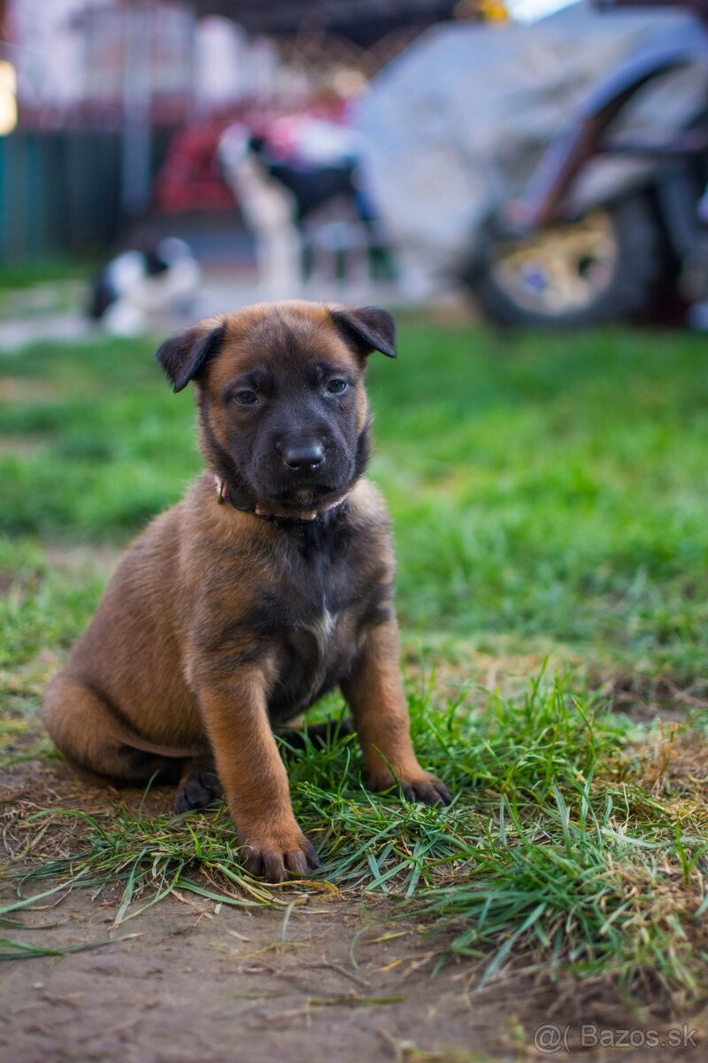 Šteniatka belgický ovčiak malinois s PP - 11