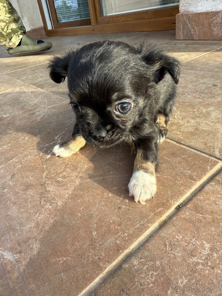 Mini čivava šteniatka - 11
