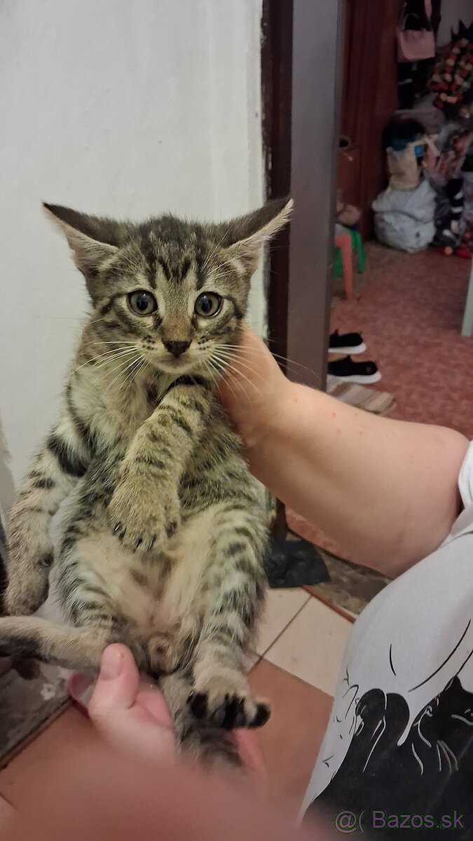 Darujem mačky a kocurikov - 11