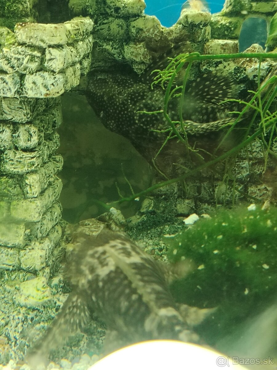 Vymenim alebo darujem - 11