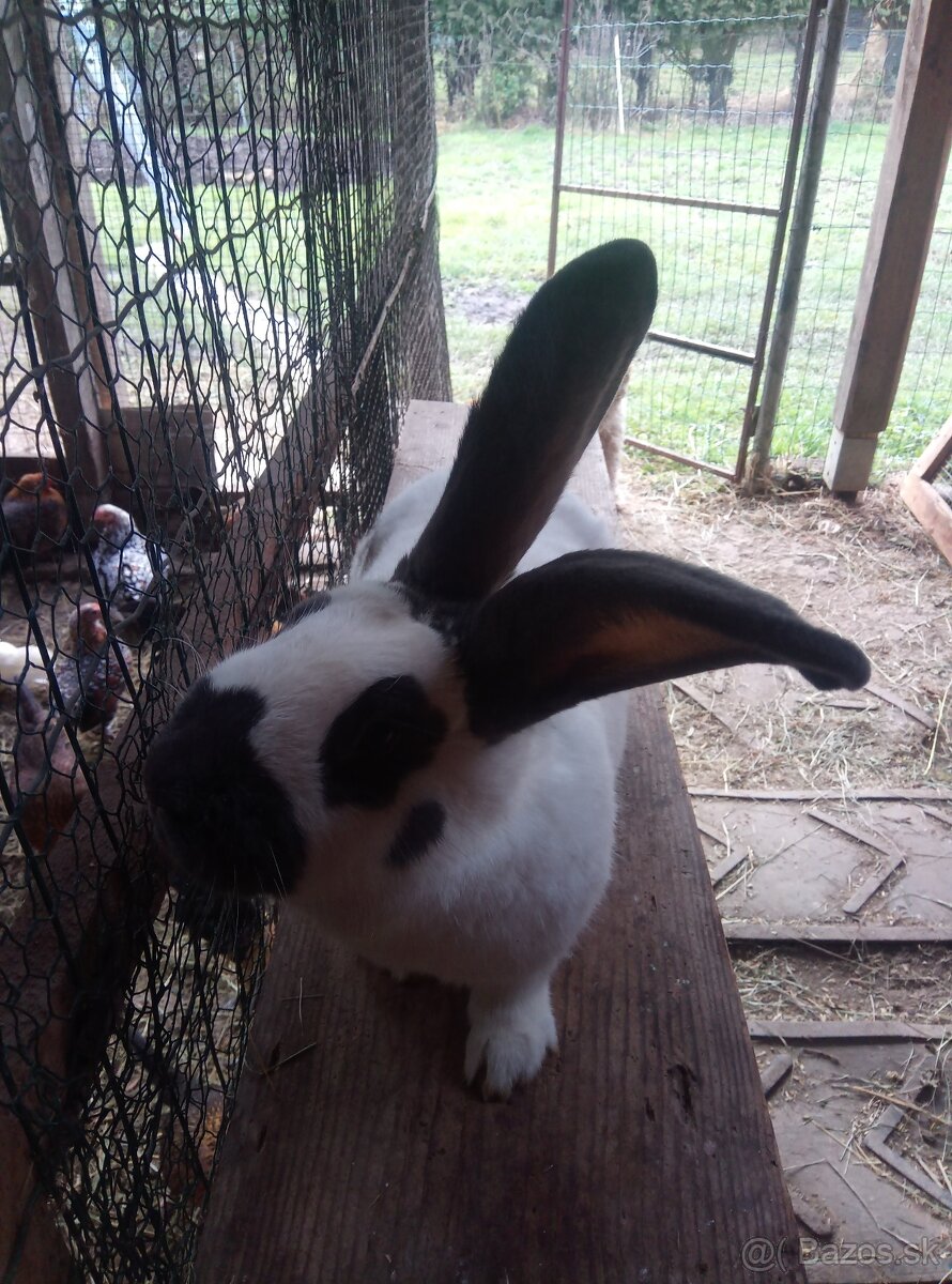 Nemecký obrovitý strakáč - 11