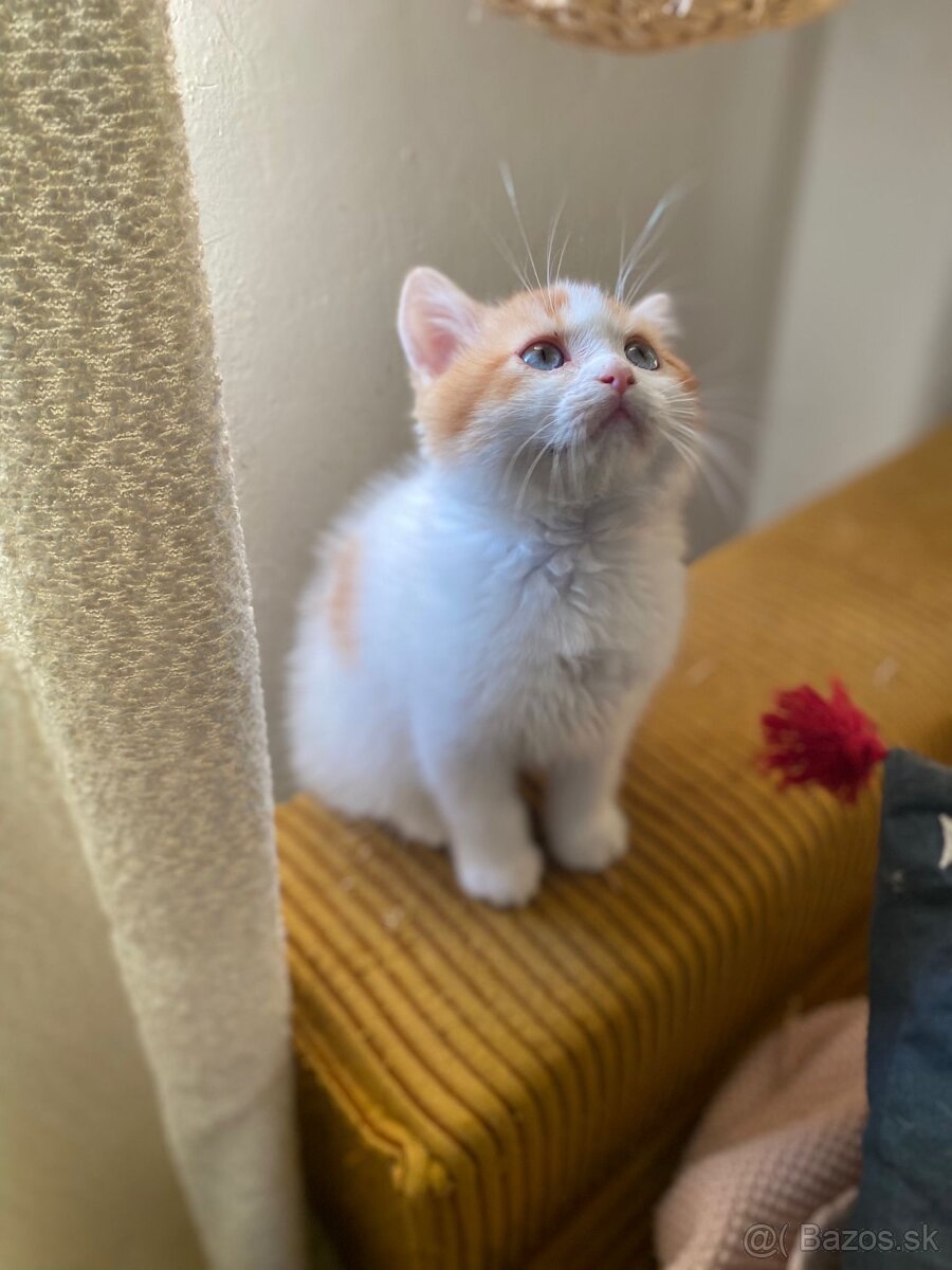 Skotka klapouchá koťata s pp - 11