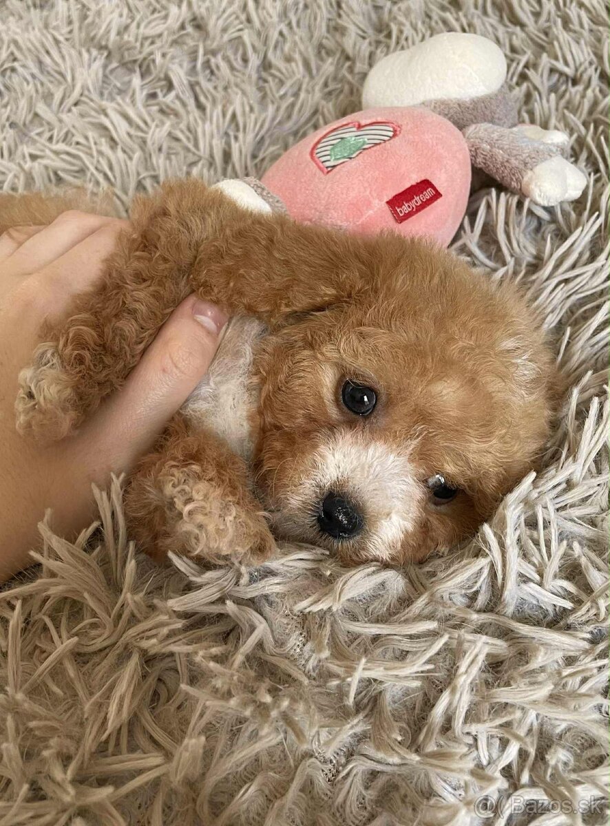 Red and white mini Maltipoo girl - 11
