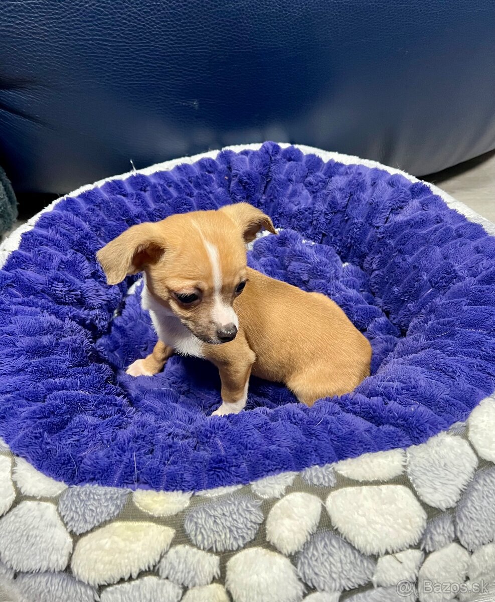 Šteniatko psík čivavy - 11