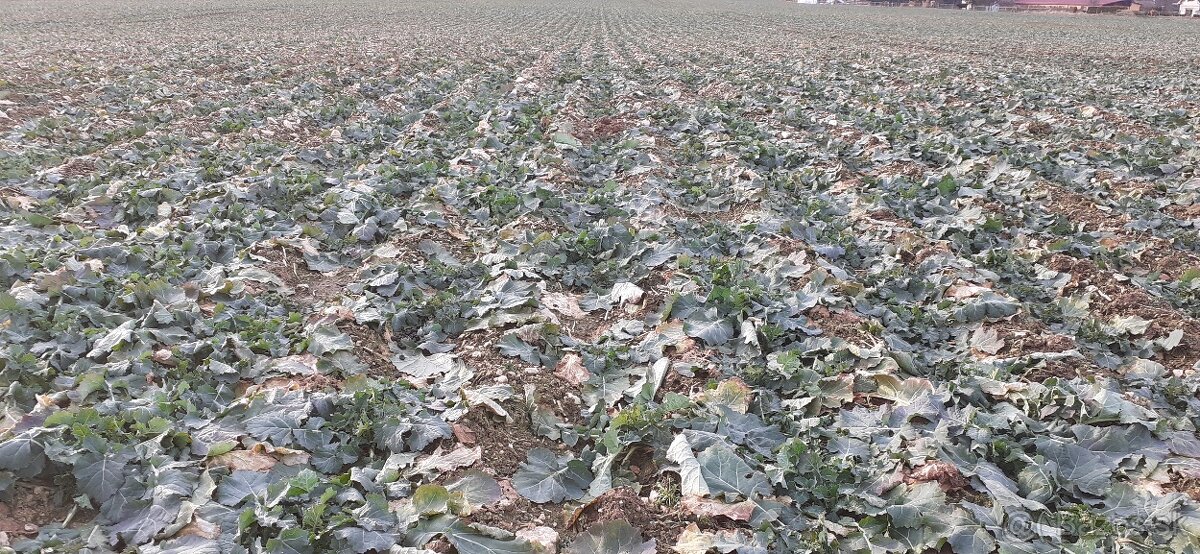 Mzuri ProTill 4T secí stroj- (pásové zpracování půdy) - 11