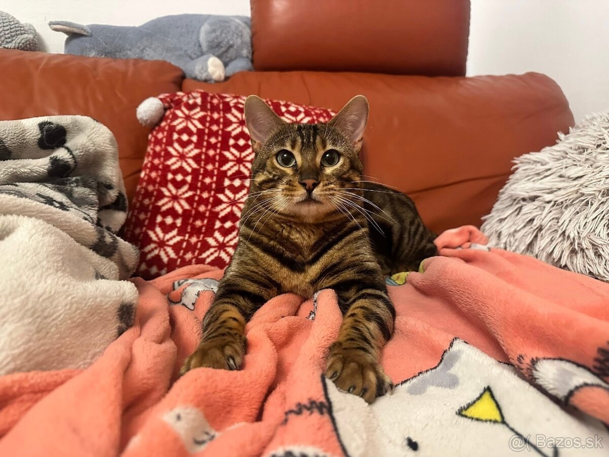 Bengalska macka - 11