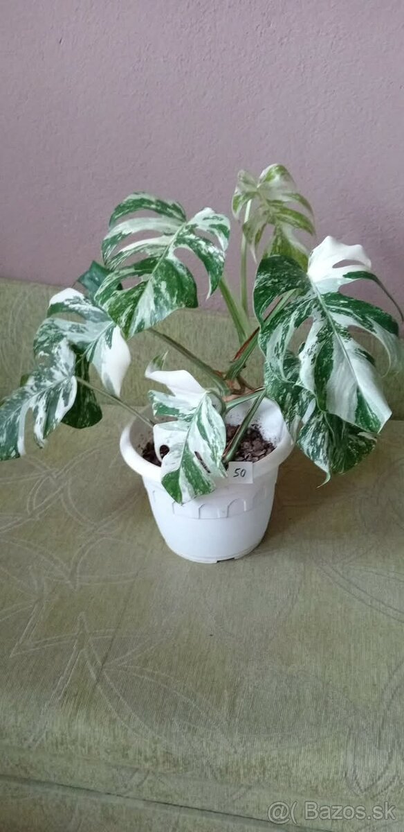 Monstera variegata - 11