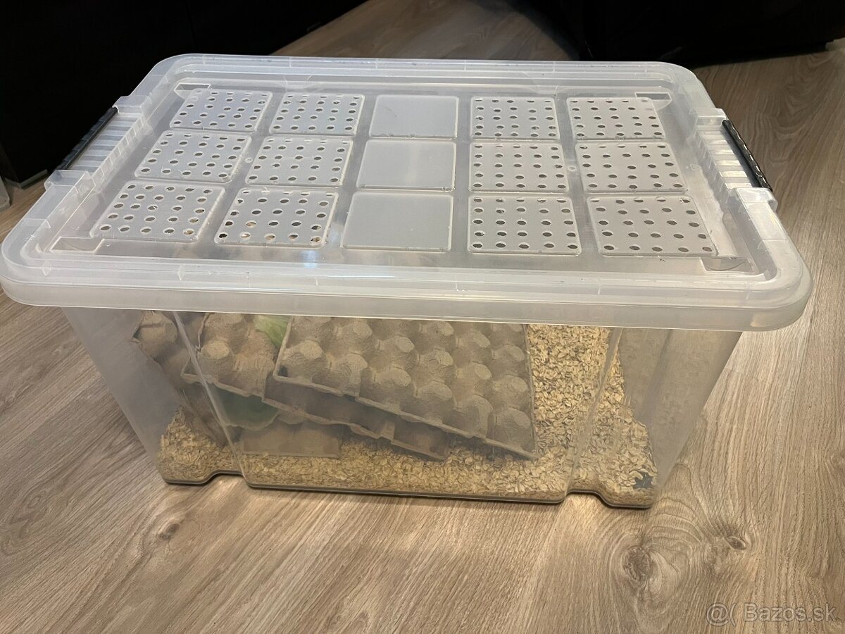 Agama bradatá + terárium - 11