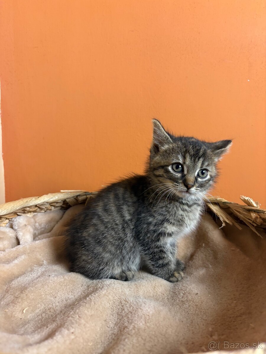 Roztomilé mačiatka hľadajú domov – zdarma - 11