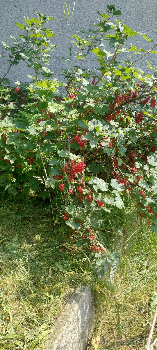 Chatka so záhradou - 11