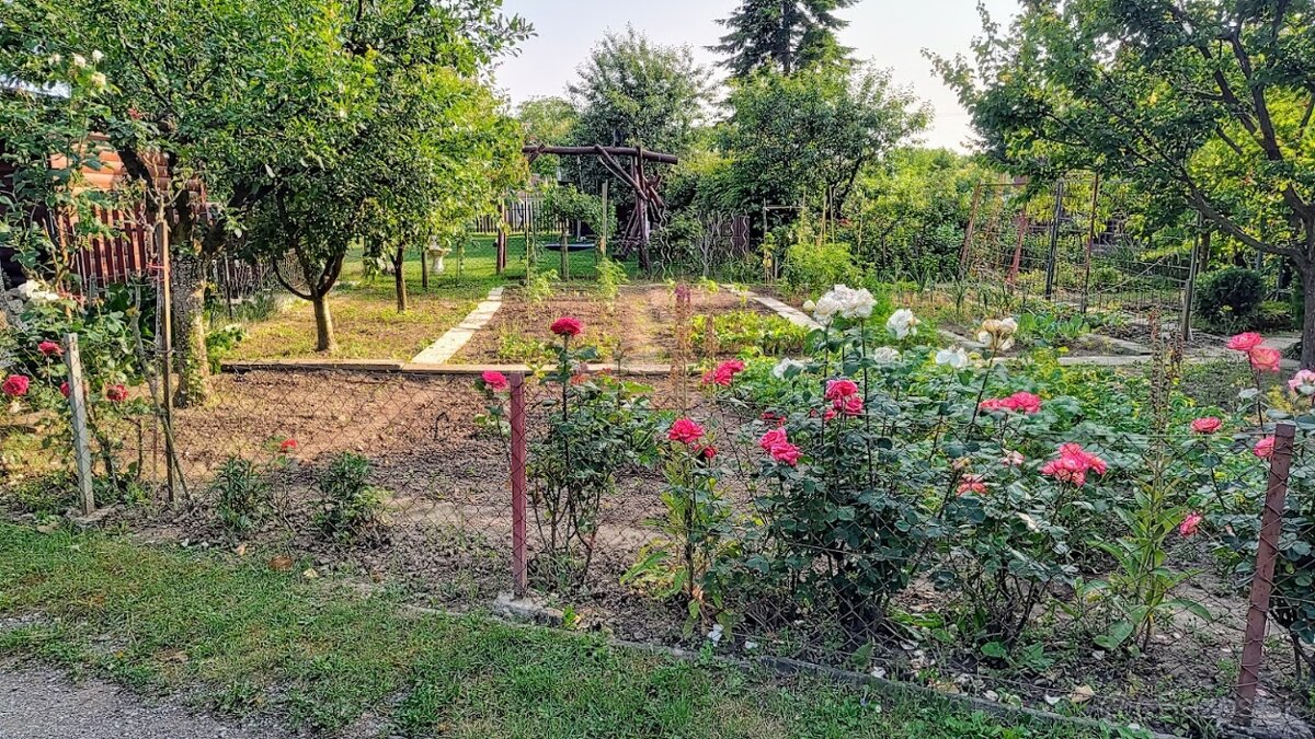 Záhrada s chatkou Šaľa - Veča - 11