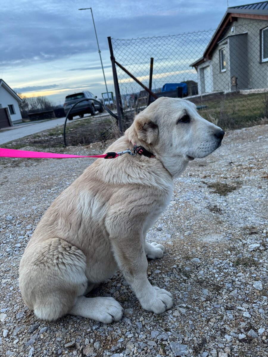 Stredoázijský ovčiak SAO - 11