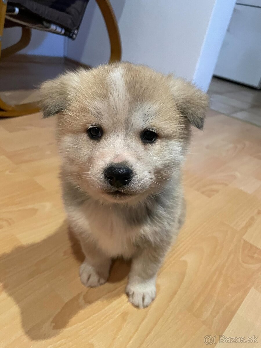 Šteniatka Akity- Inu - 11