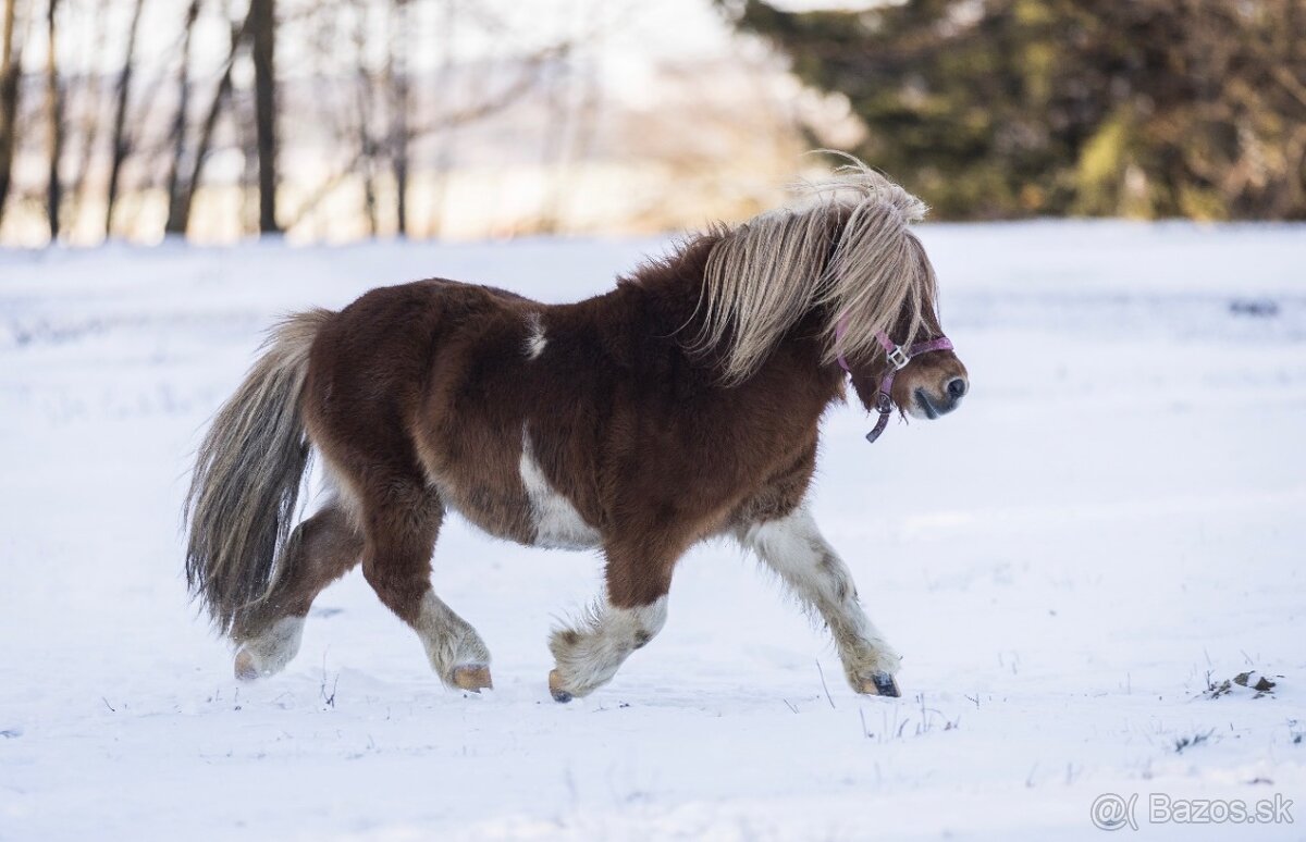 Hřebec mini Shetland pony s PP - 11
