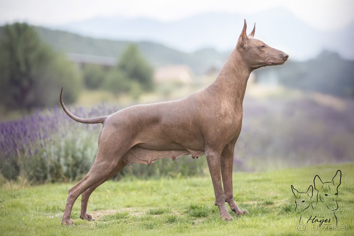 Peruánsky a Mexický naháč - 11