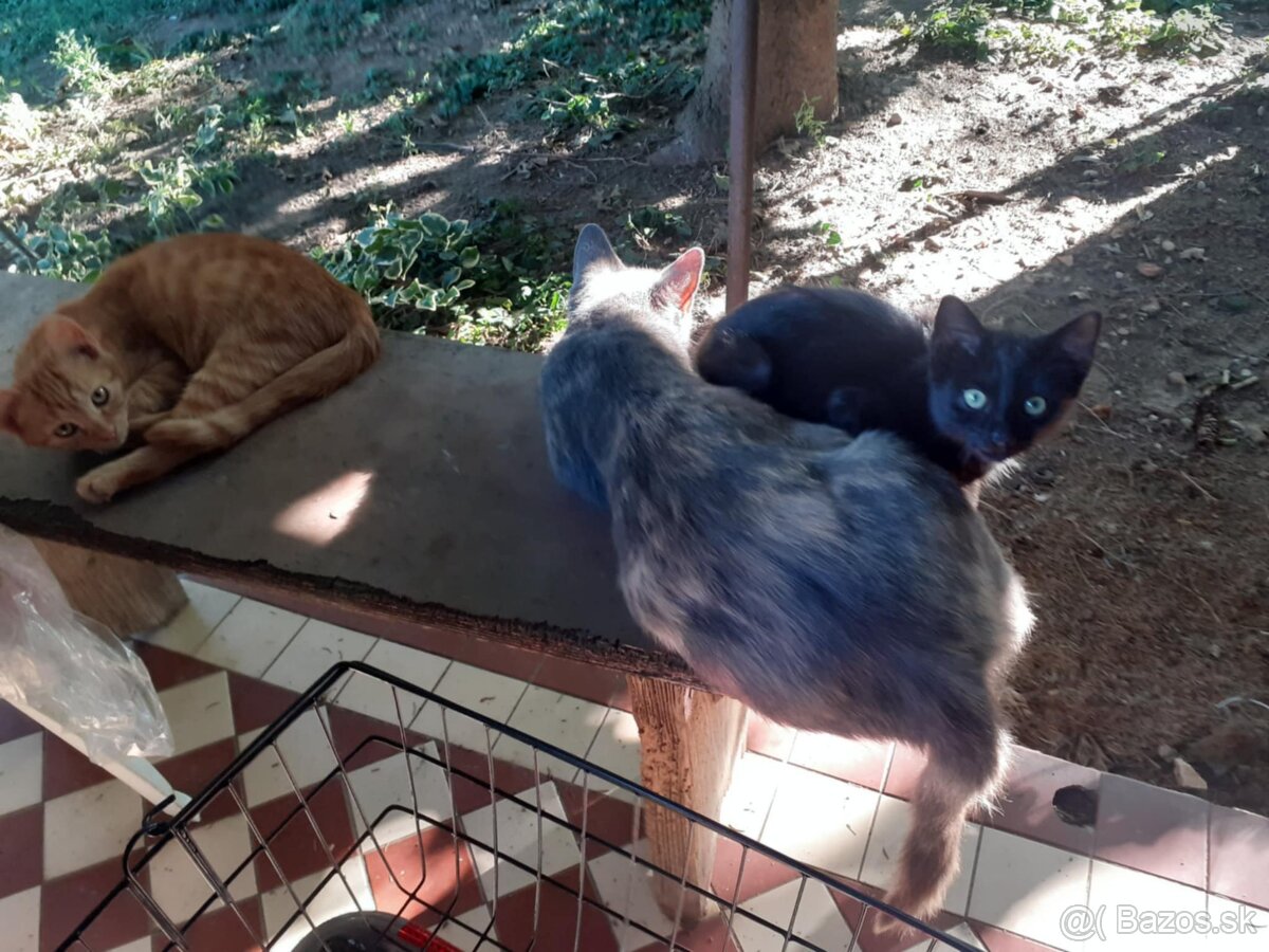 Darujem mačičky - 11