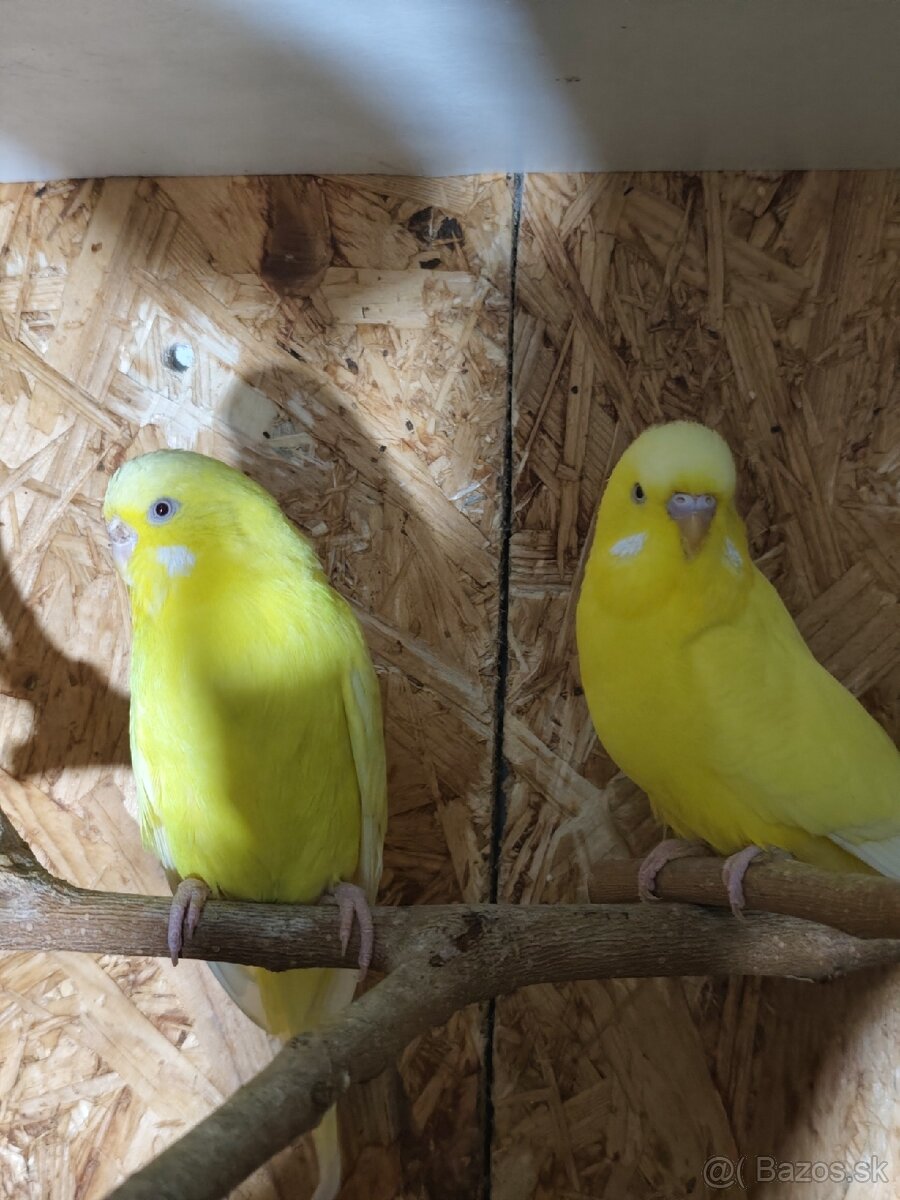 Výstavné andulky celý chov - 11