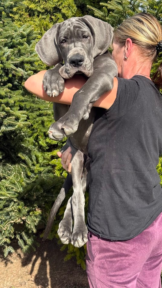 Německá doga modrá s PP Euphorie Blue HH - 11