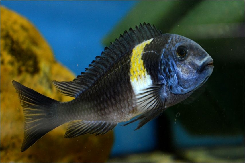 Predám prebytky chovu - Africké cichlidy - 11