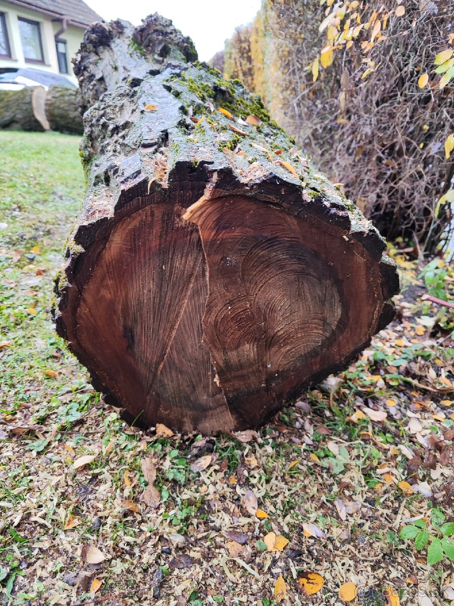 Predám kmene z čerstvo spíleneho stromu - 11