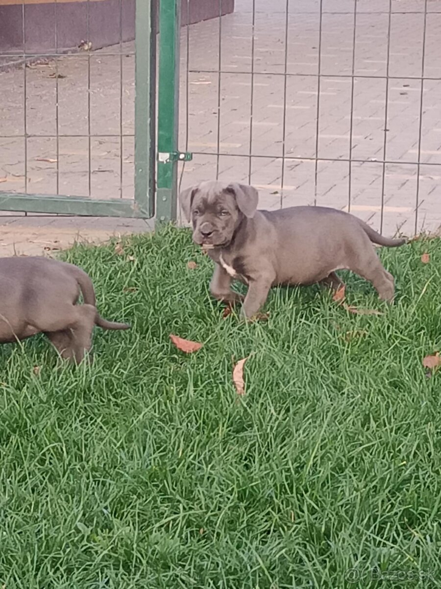 Cane corso modré šteniatka - 11