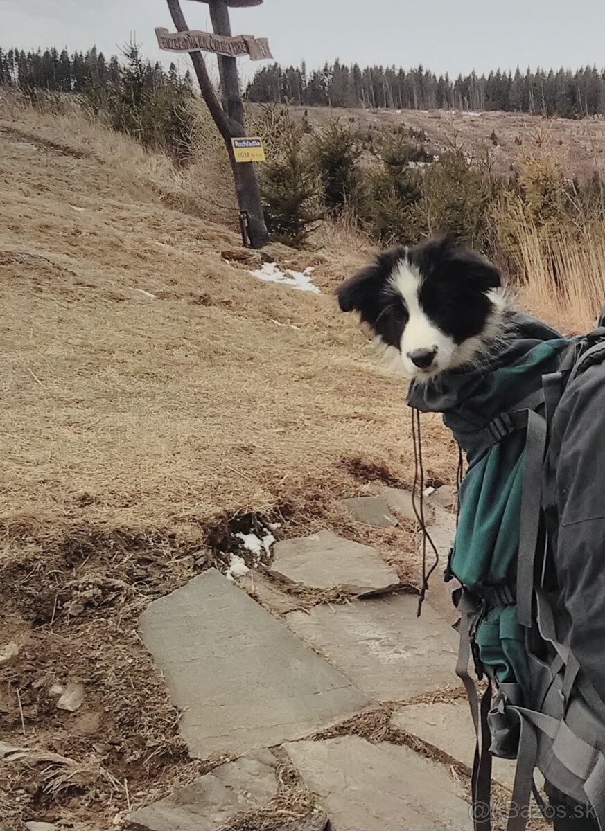 Border Kólia s PP - plánovaný vrh - šteniatka - 11