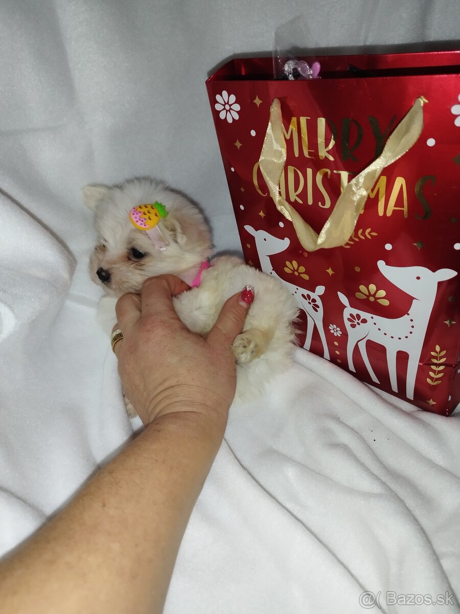Mini maltezak šteniatka - 11