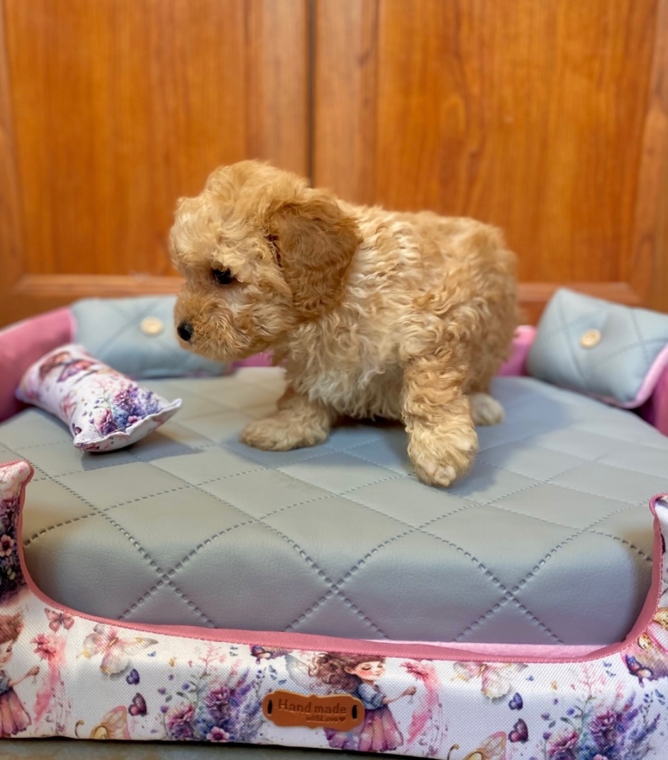 Maltipoo boys male - 11