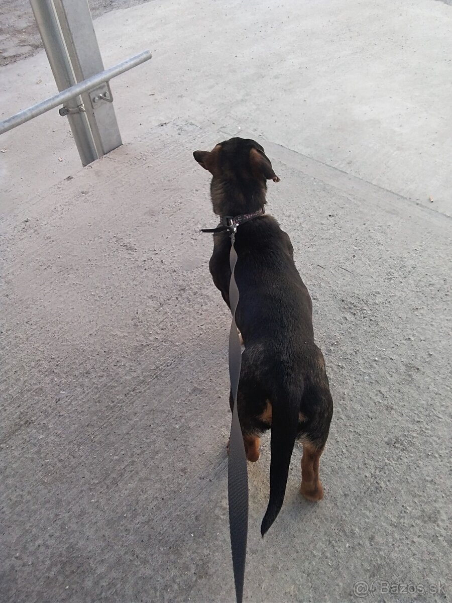 Darujem šteniatko psa - 11