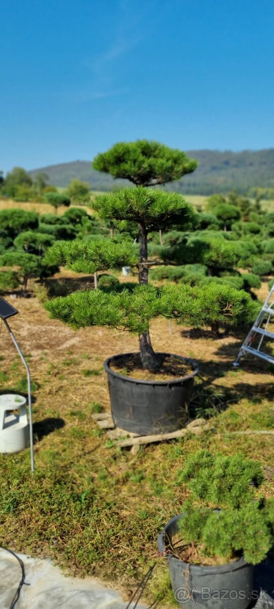 Záhradné bonsaje NIWAKI Pinus nigra - 11