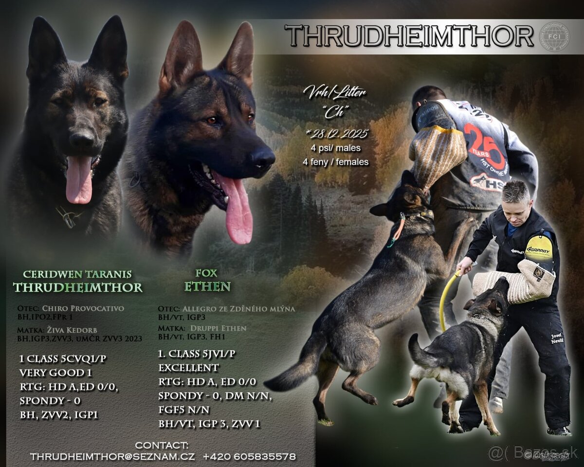 Německý ovčák s PP - 11