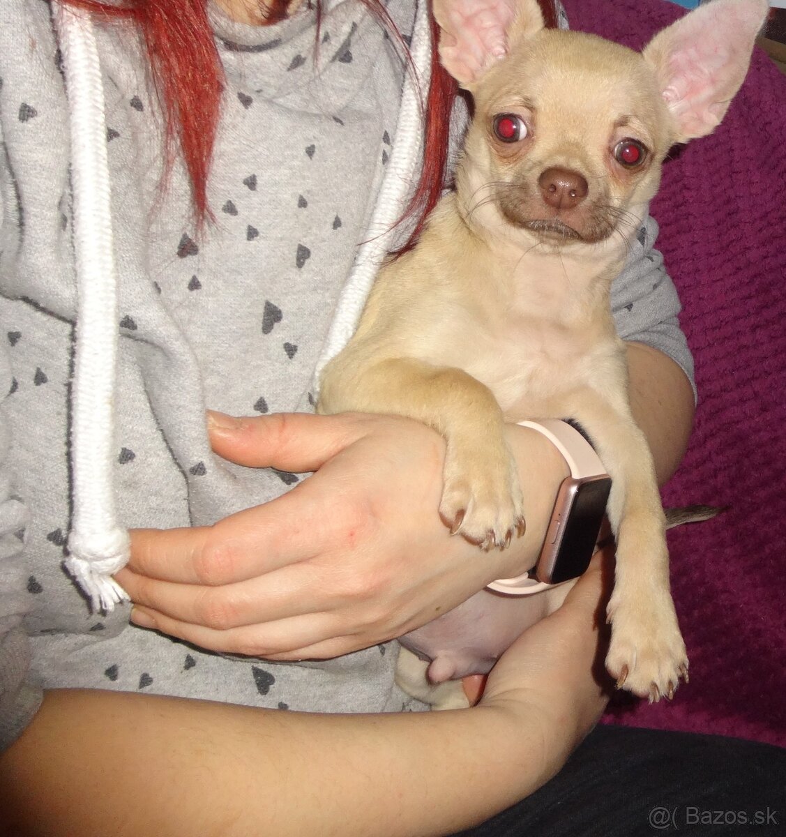 čivava krátkosrstá - 11