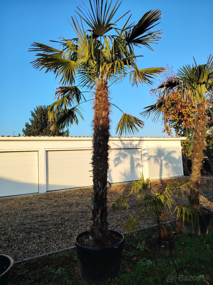 Olivovník europea - 11