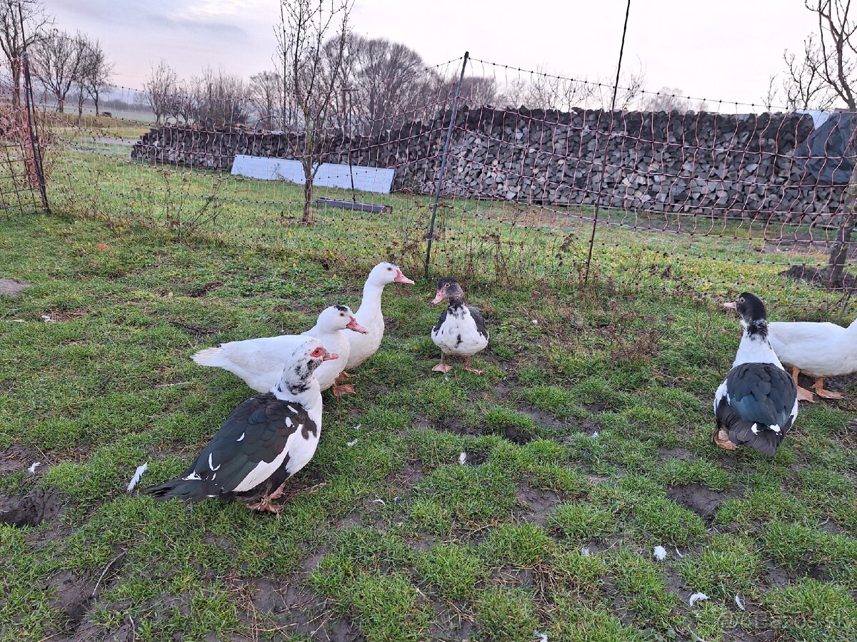 Predám pižmové (čínske) kačice / káčerov - 11