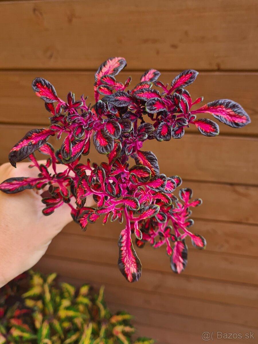 Koleus - africká žihľava (Coleus), semena, řízky - 11