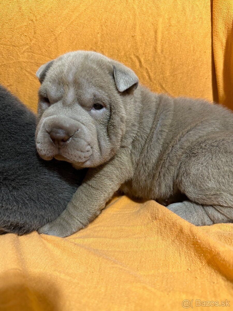Sharpej, Sharpei, sharpei - 11