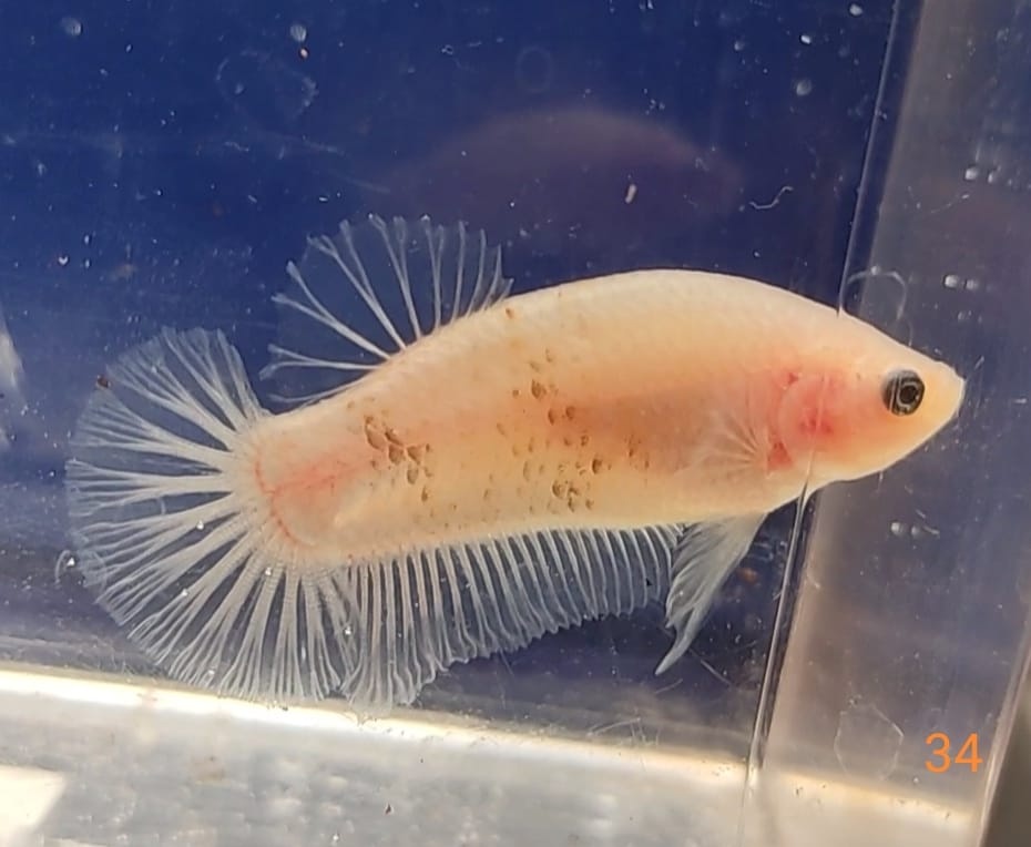 Bojovnica samec shorttail - 11