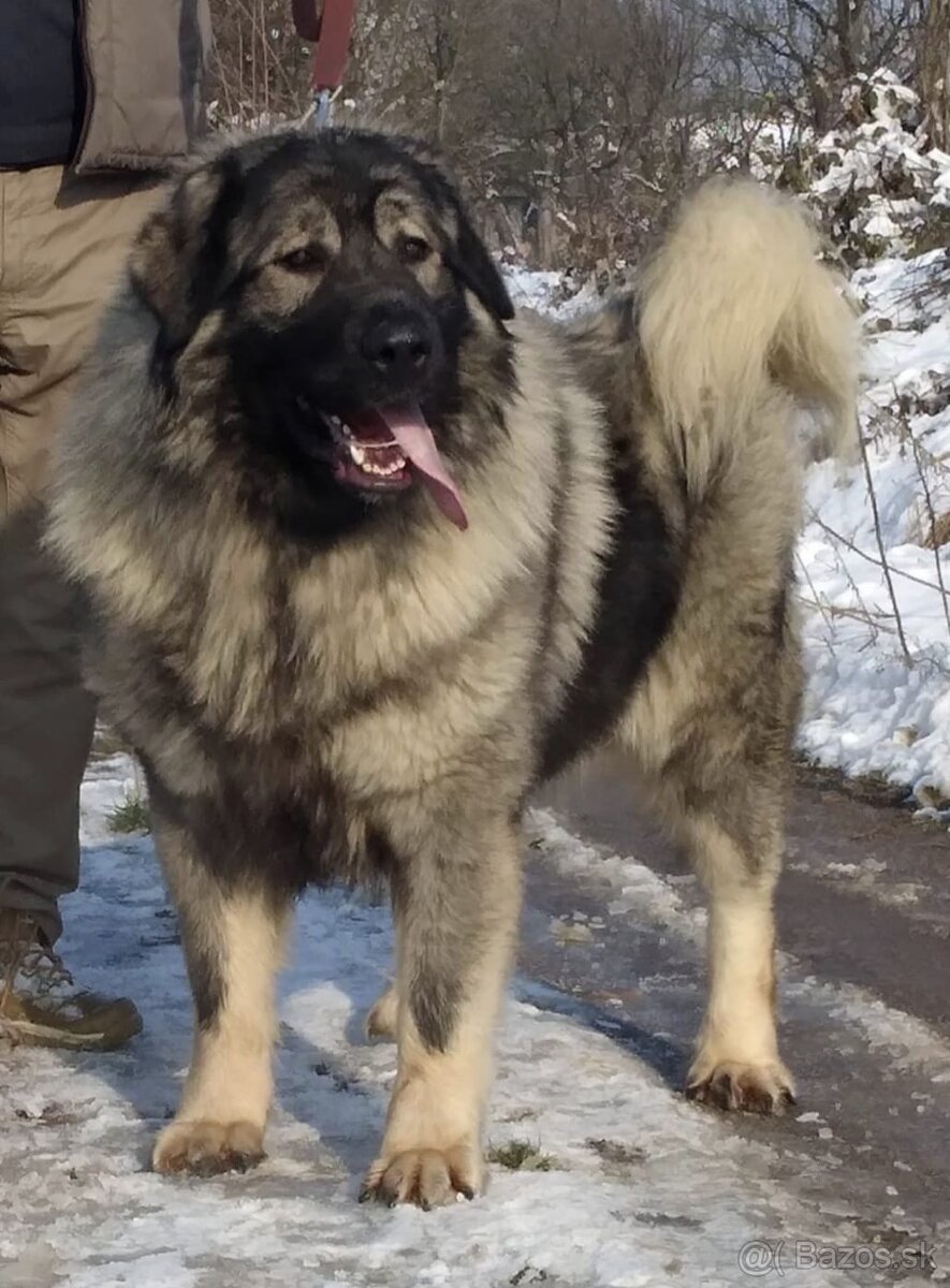 Šteňatá Kaukazský ovčiak - 11