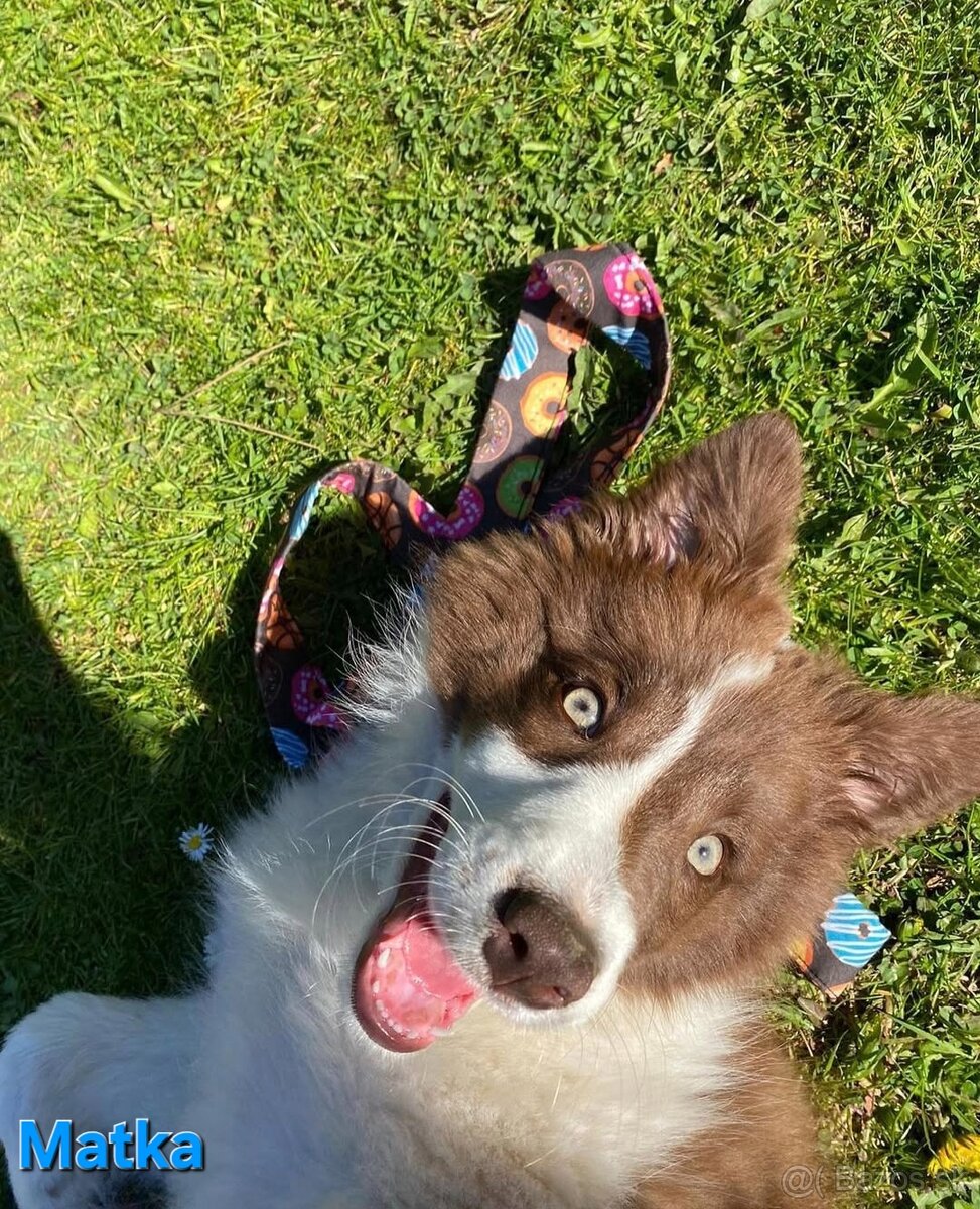 Borderská kólia, Border kólia bez PP - 11