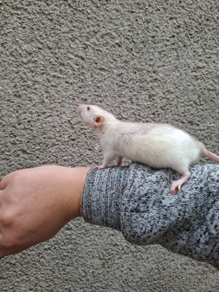 Predám potkanika Dumbo - 11