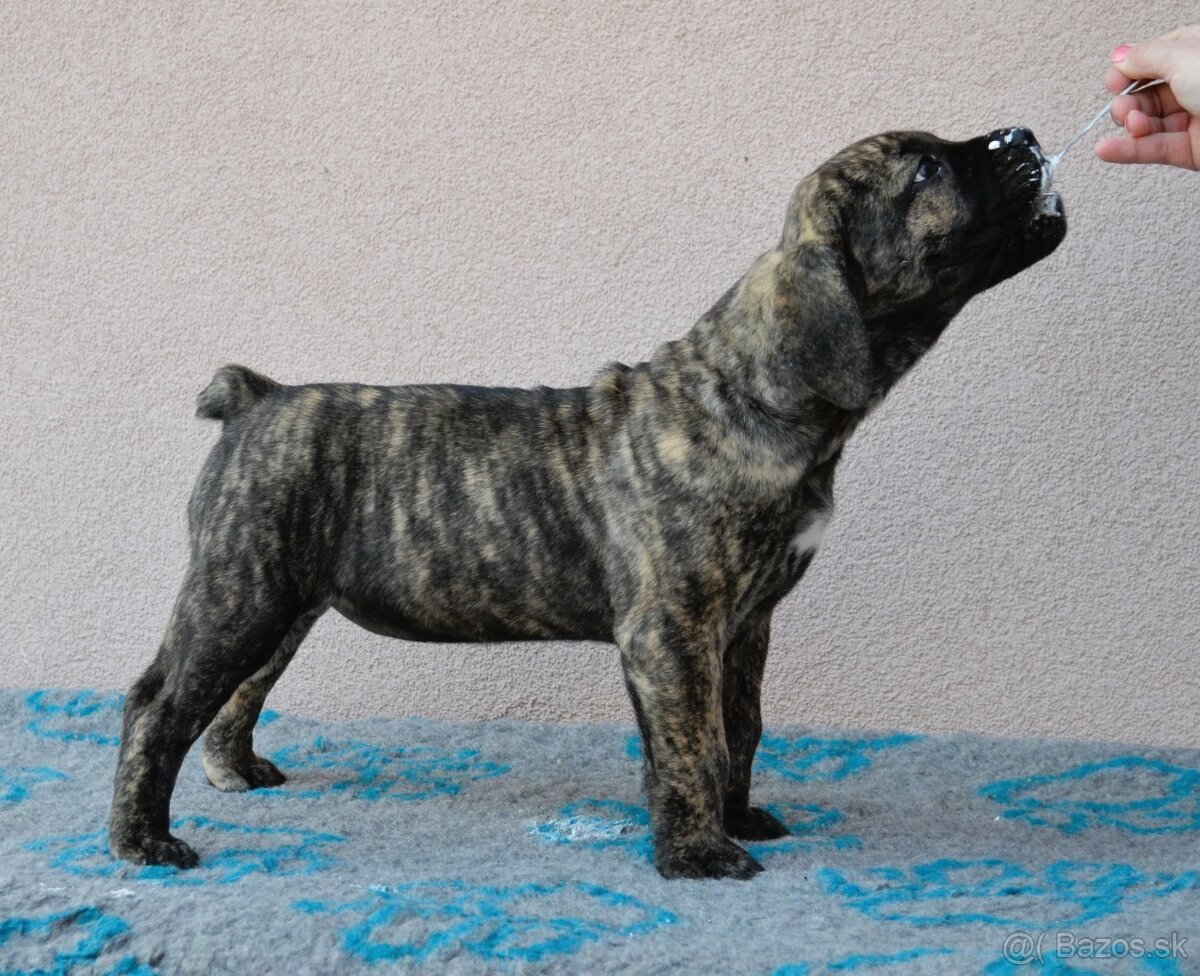 Boerboel štěňata FCI PP - 11