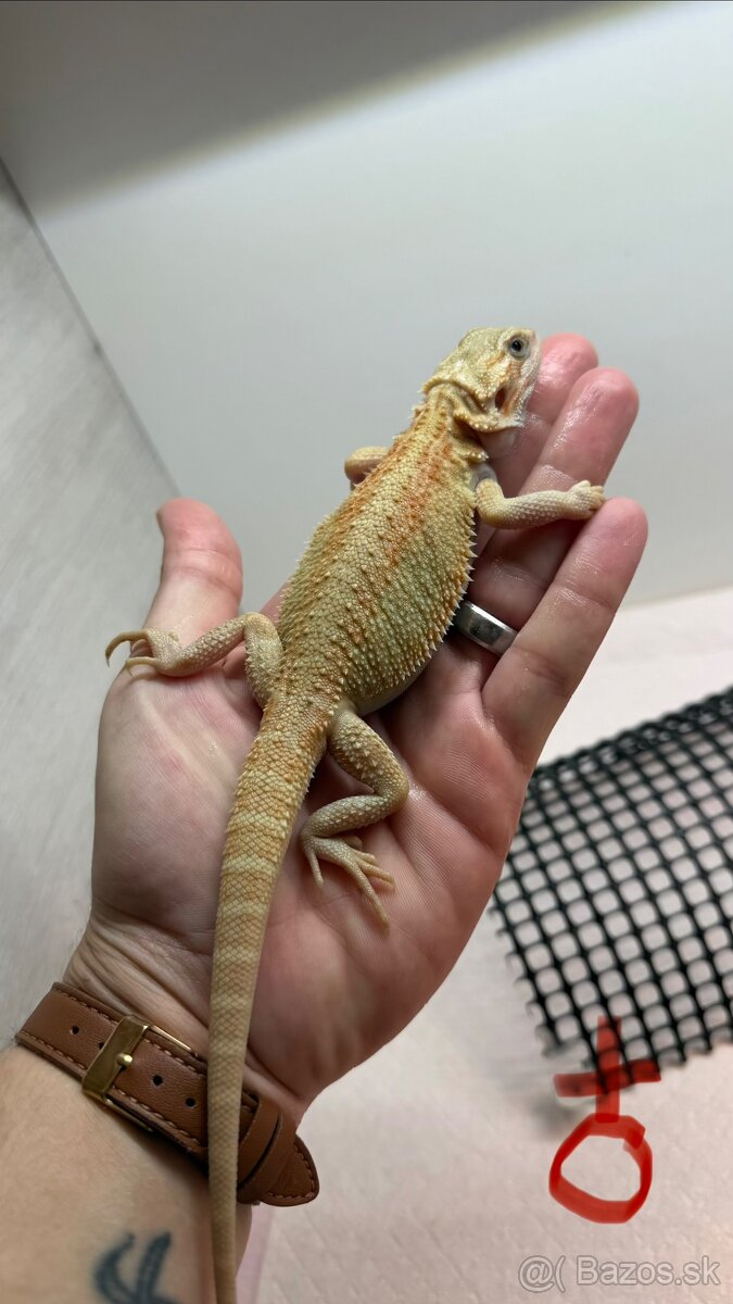 Agama bradata - Zero , het Zero 🦎 - 11