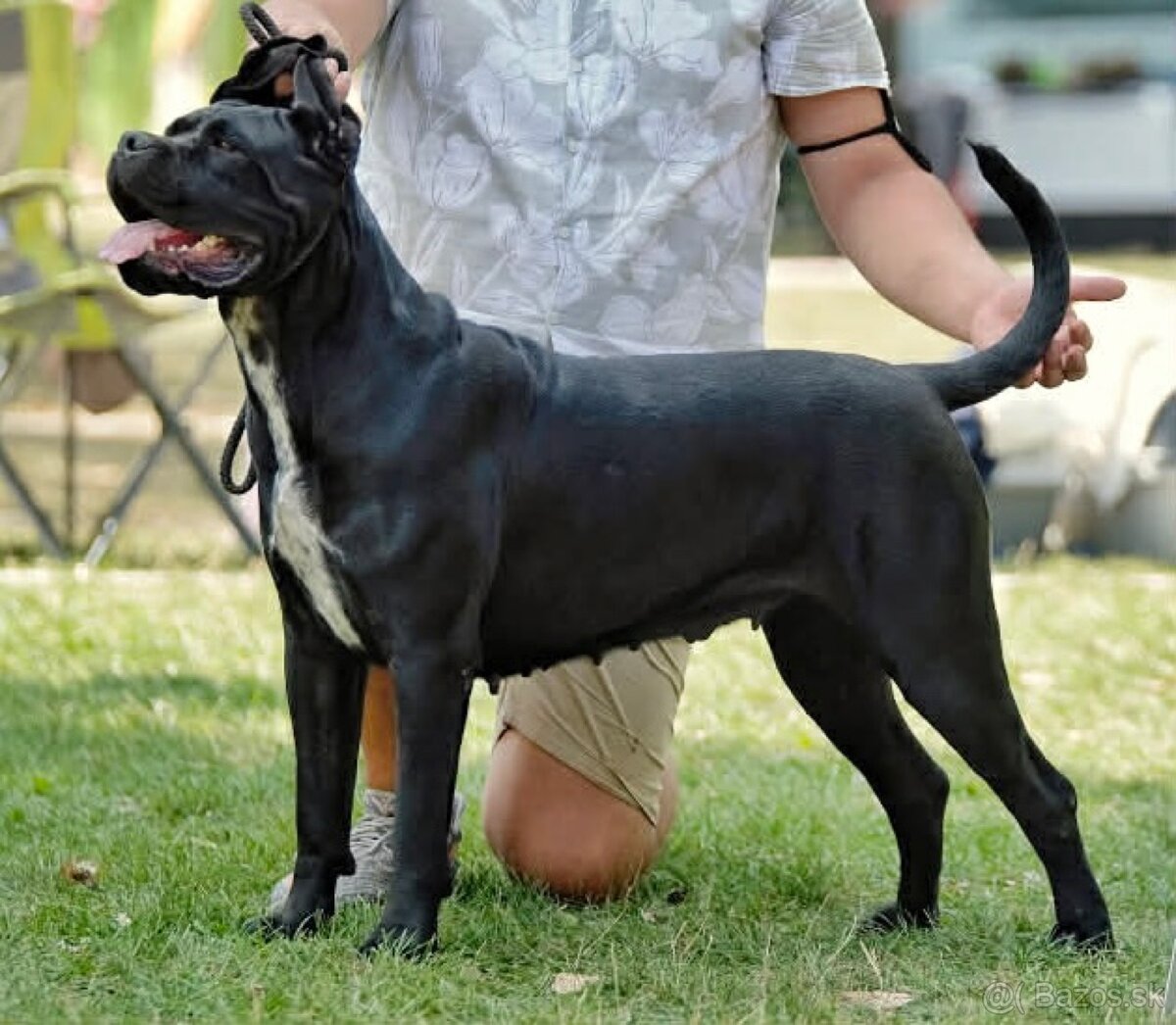 Cane Corso šteniatka s PP / predbežná rezervácia - 11