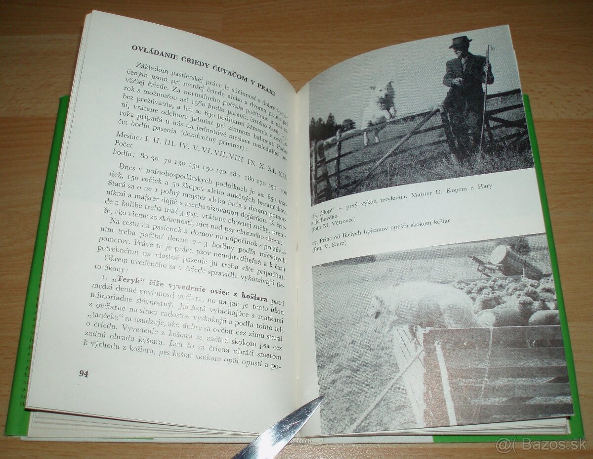 Slovenský čuvač - 11