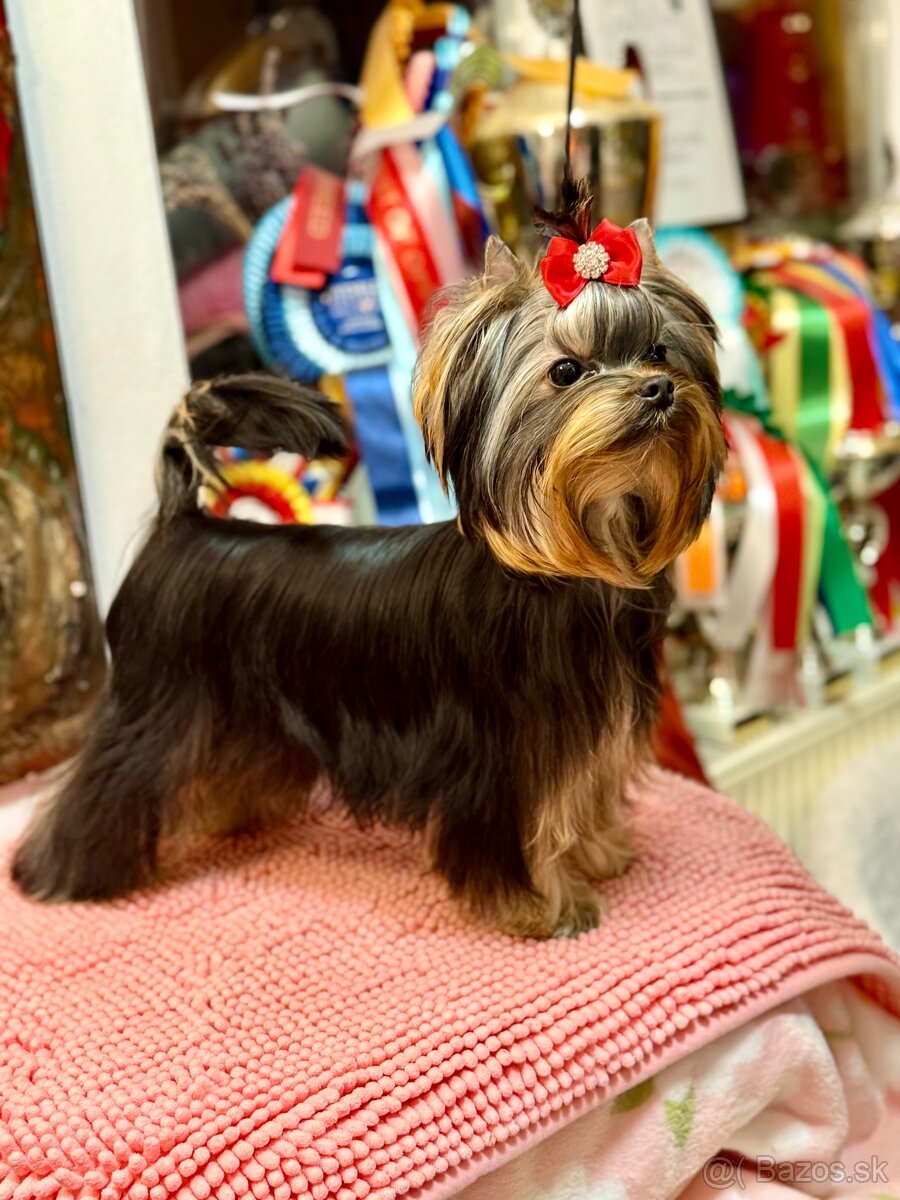 Yorkshire Terrier, Mini Yorkshire, yorki, jorksir - 11