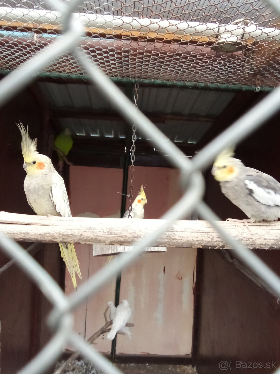 Korely -krúžkované - 11